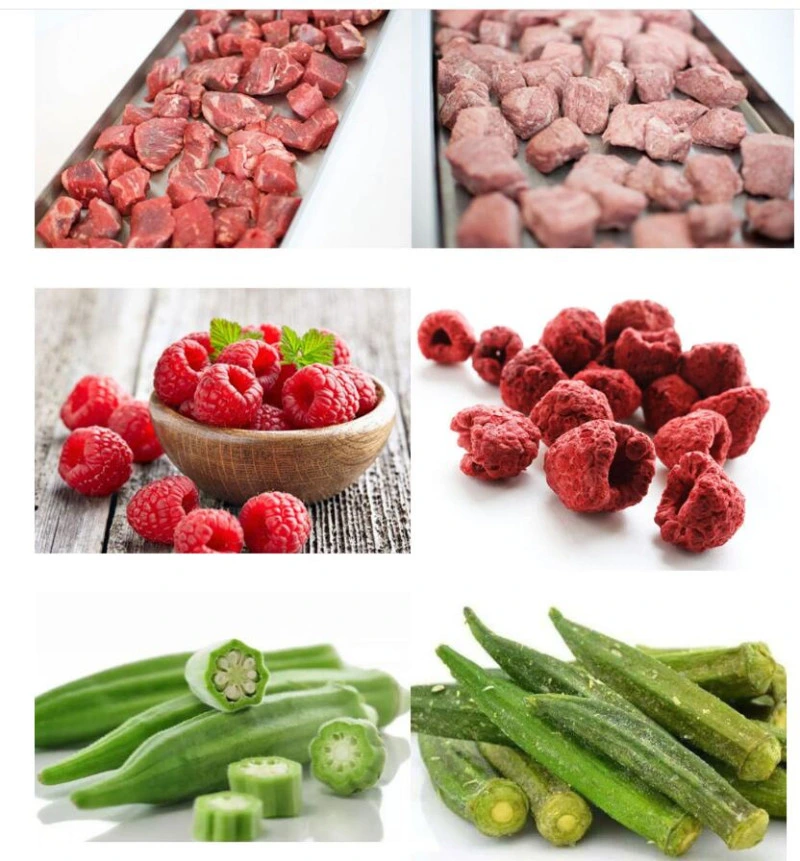 Vacuum Freeze Drying Lyophilization Vertical Vegetable and Fruit Freeze Dehydrator Ordinary Type and Gland Type